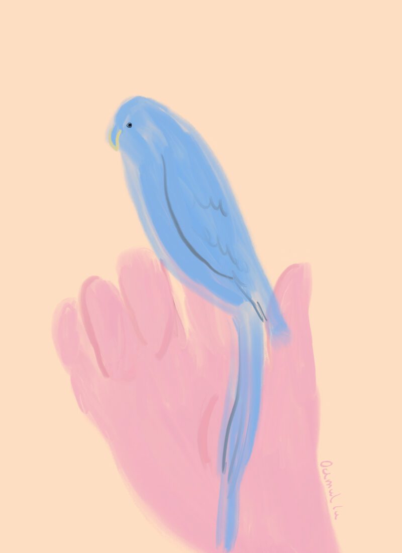 Parrot in Hand - Oamul