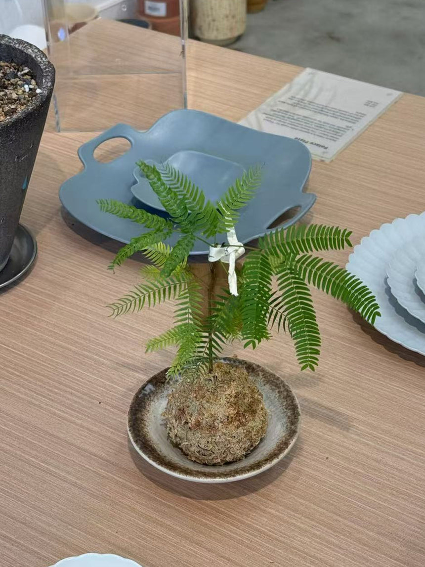 Cojoba Arborea